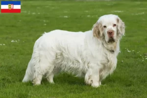 Lee más sobre el artículo Criadores de Clumber Spaniel y cachorros en Schleswig-Holstein