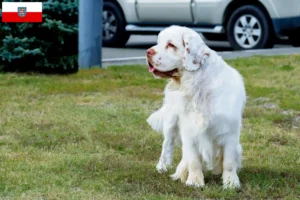 Lee más sobre el artículo Criadores de Clumber Spaniel y cachorros en Turingia