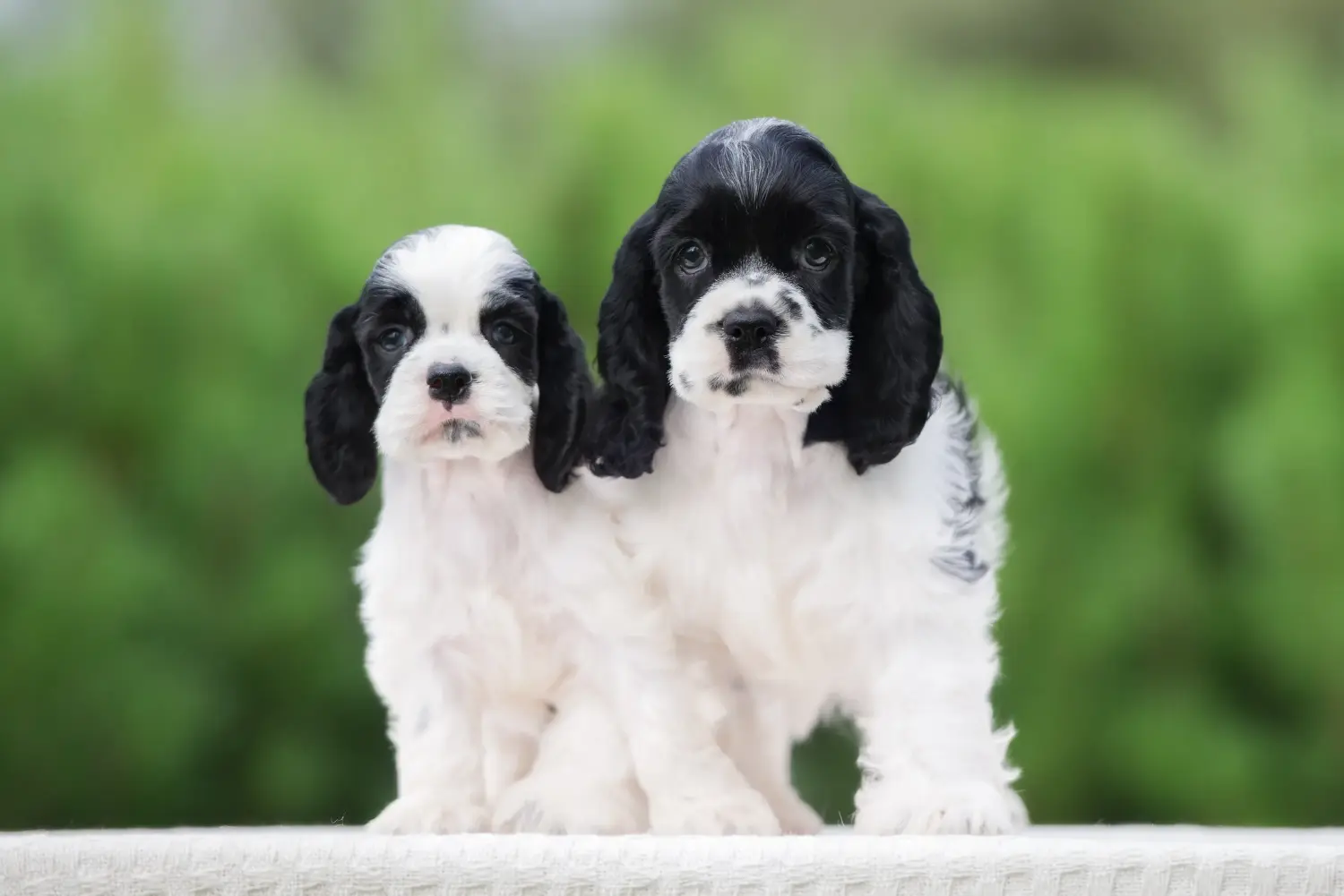 Comprar un cachorro de American Water Spaniel significa asumir responsabilidades. Comprar cachorros de Cocker Spaniel Americano.