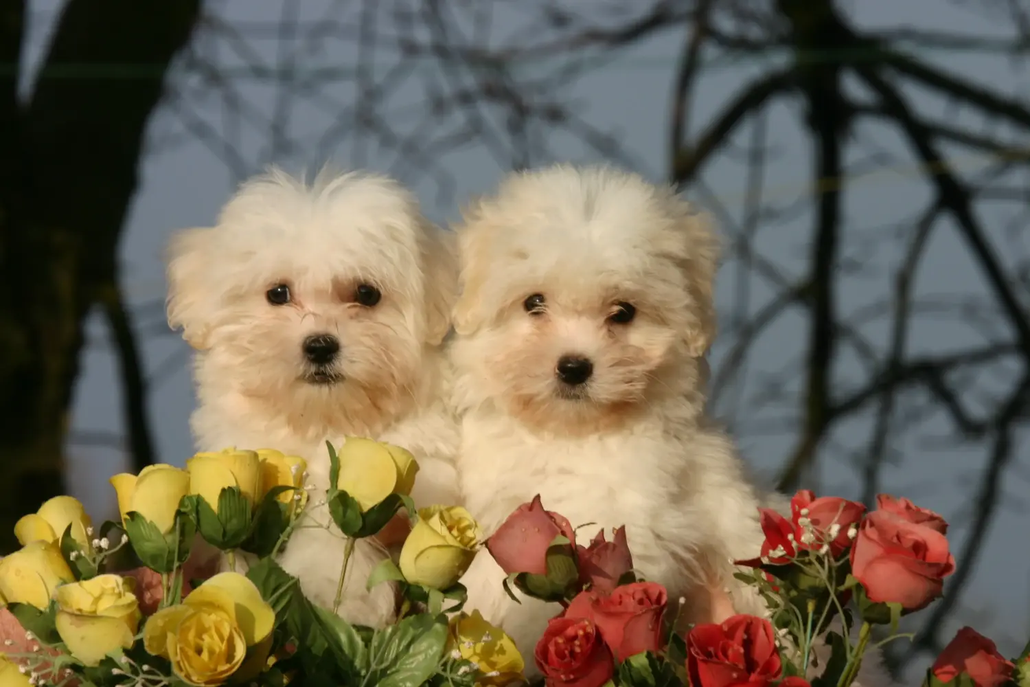 Comprar un cachorro de Coton de Tuléar significa asumir responsabilidades. Comprar cachorros de Coton de Tuléar.