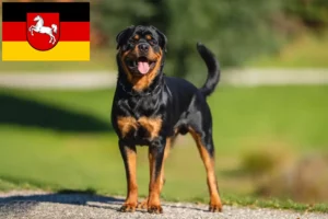 Lee más sobre el artículo Criadores de rottweiler y cachorros en Baja Sajonia