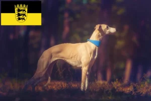 Lee más sobre el artículo Criadores de Whippet y cachorros en Baden-Württemberg