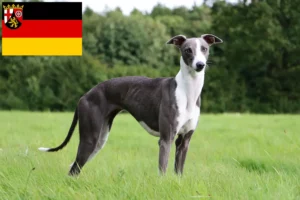 Lee más sobre el artículo Criadores de Whippet y cachorros en Renania-Palatinado