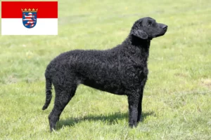 Lee más sobre el artículo Criadores de Curly Coated Retriever y cachorros en Hessen