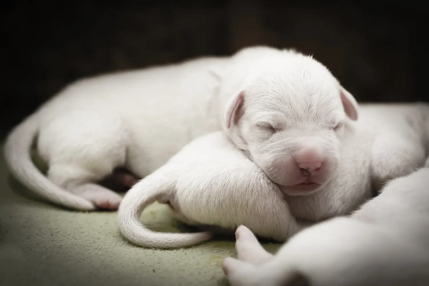 Comprar un cachorro de Dogo Argentino significa asumir responsabilidades. Comprar cachorros de Dogo Argentino.