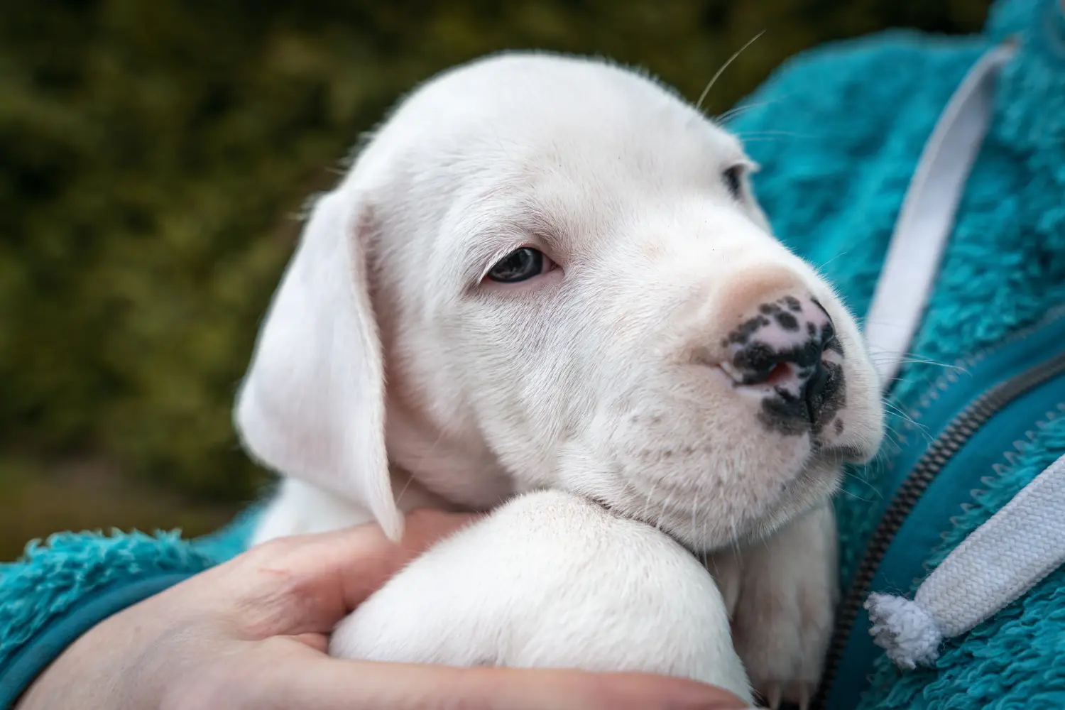 Comprar un cachorro de Dogo Argentino significa asumir responsabilidades. Comprar cachorros de Dogo Argentino.