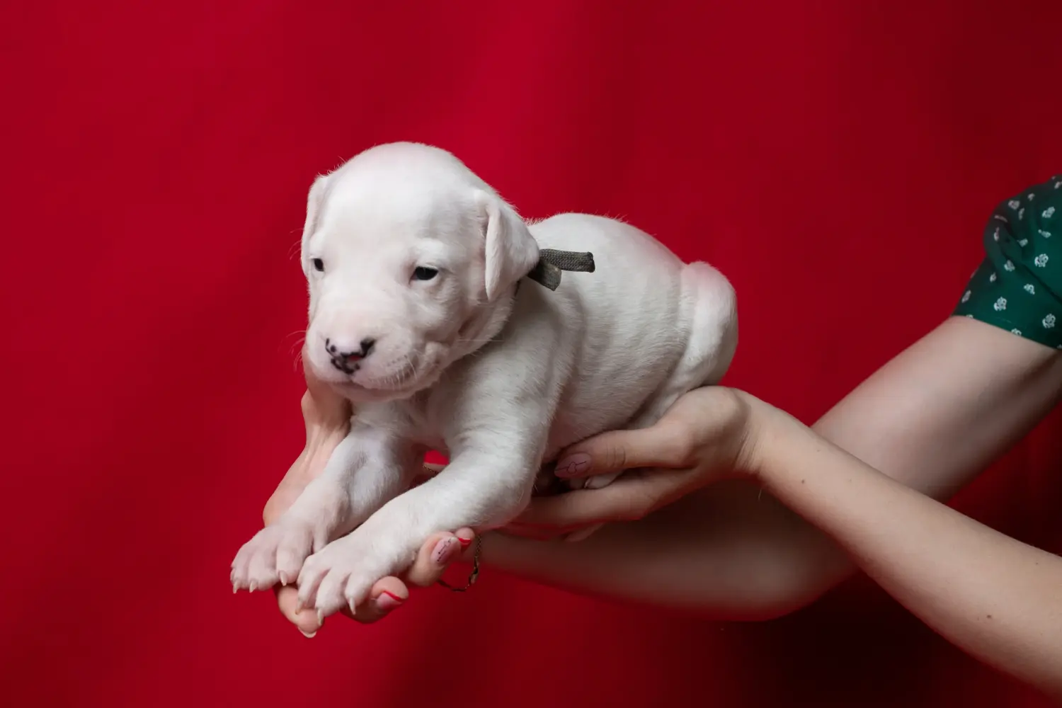 Comprar un cachorro de Dogo Argentino significa asumir responsabilidades. Comprar cachorros de Dogo Argentino.