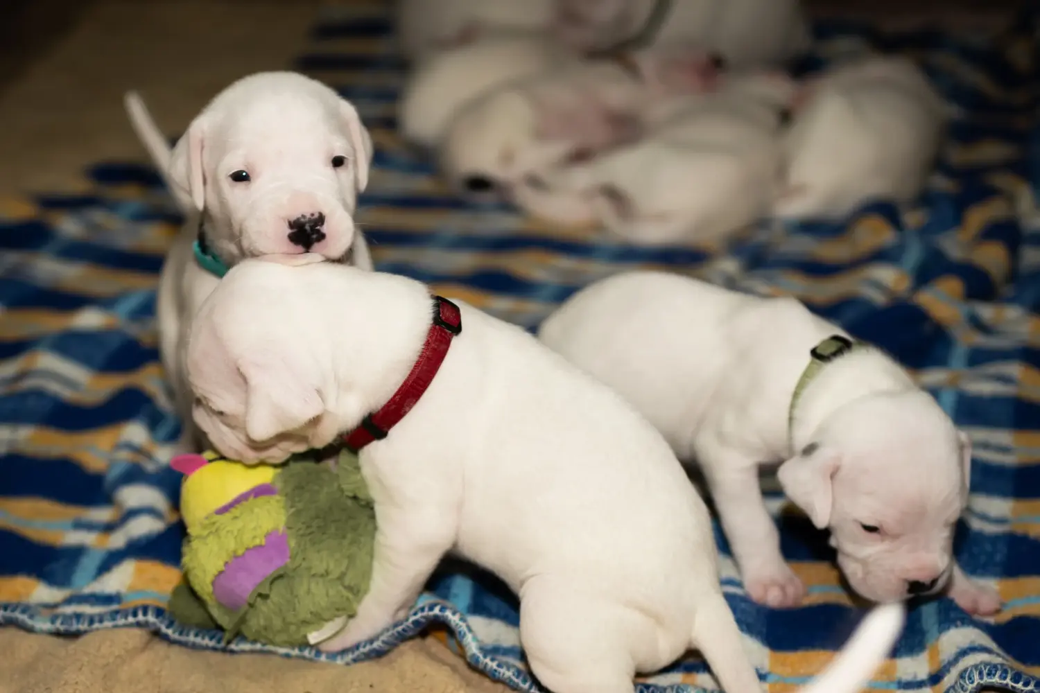 Comprar un cachorro de Dogo Argentino significa asumir responsabilidades. Comprar cachorros de Dogo Argentino.