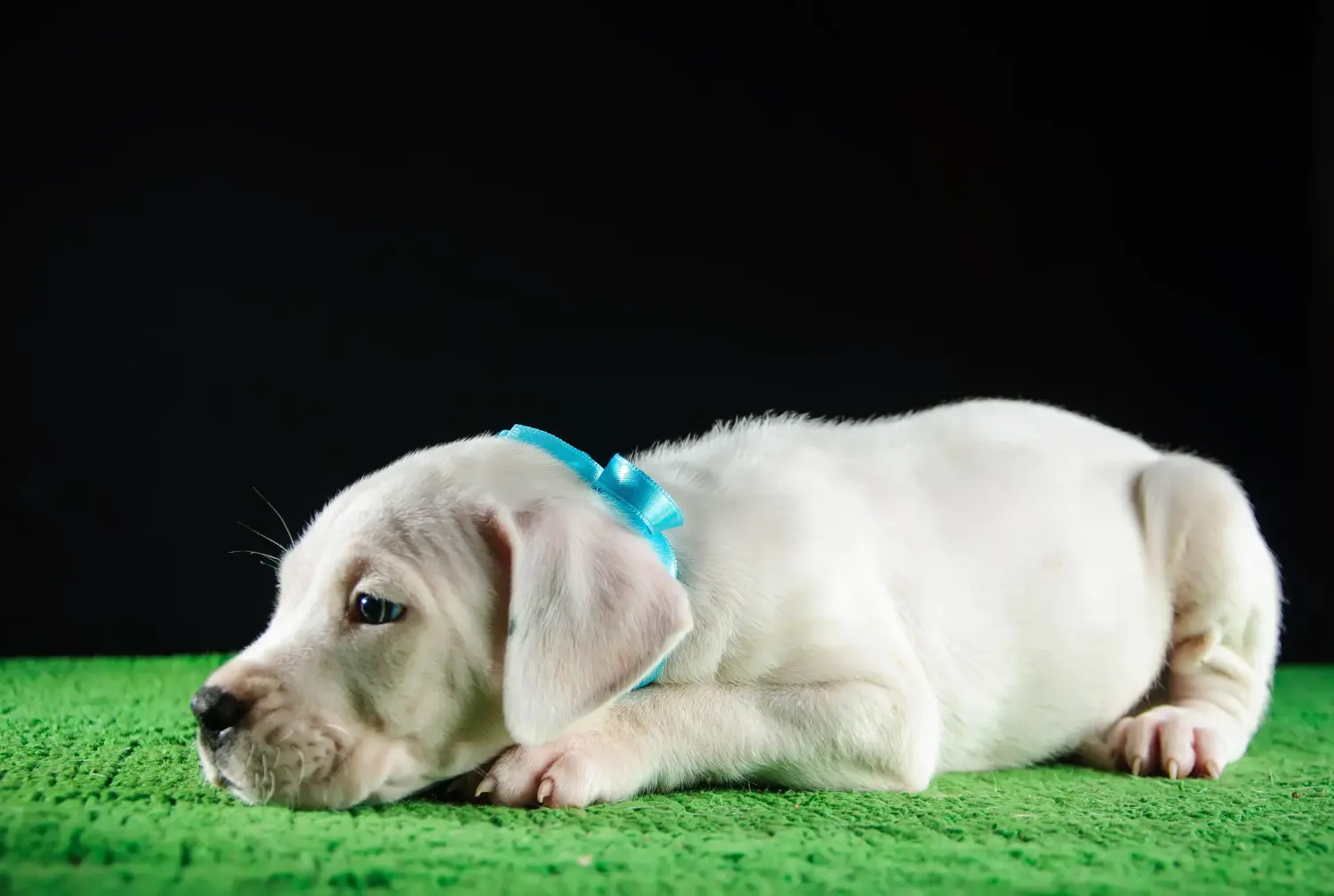 Comprar un cachorro de Dogo Argentino significa asumir responsabilidades. Comprar cachorros de Dogo Argentino.