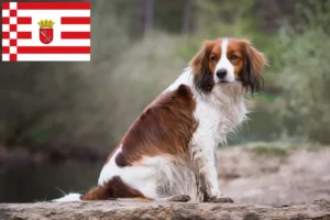 Lee más sobre el artículo Criadores de Kooikerhondje holandés y cachorros en Bremen