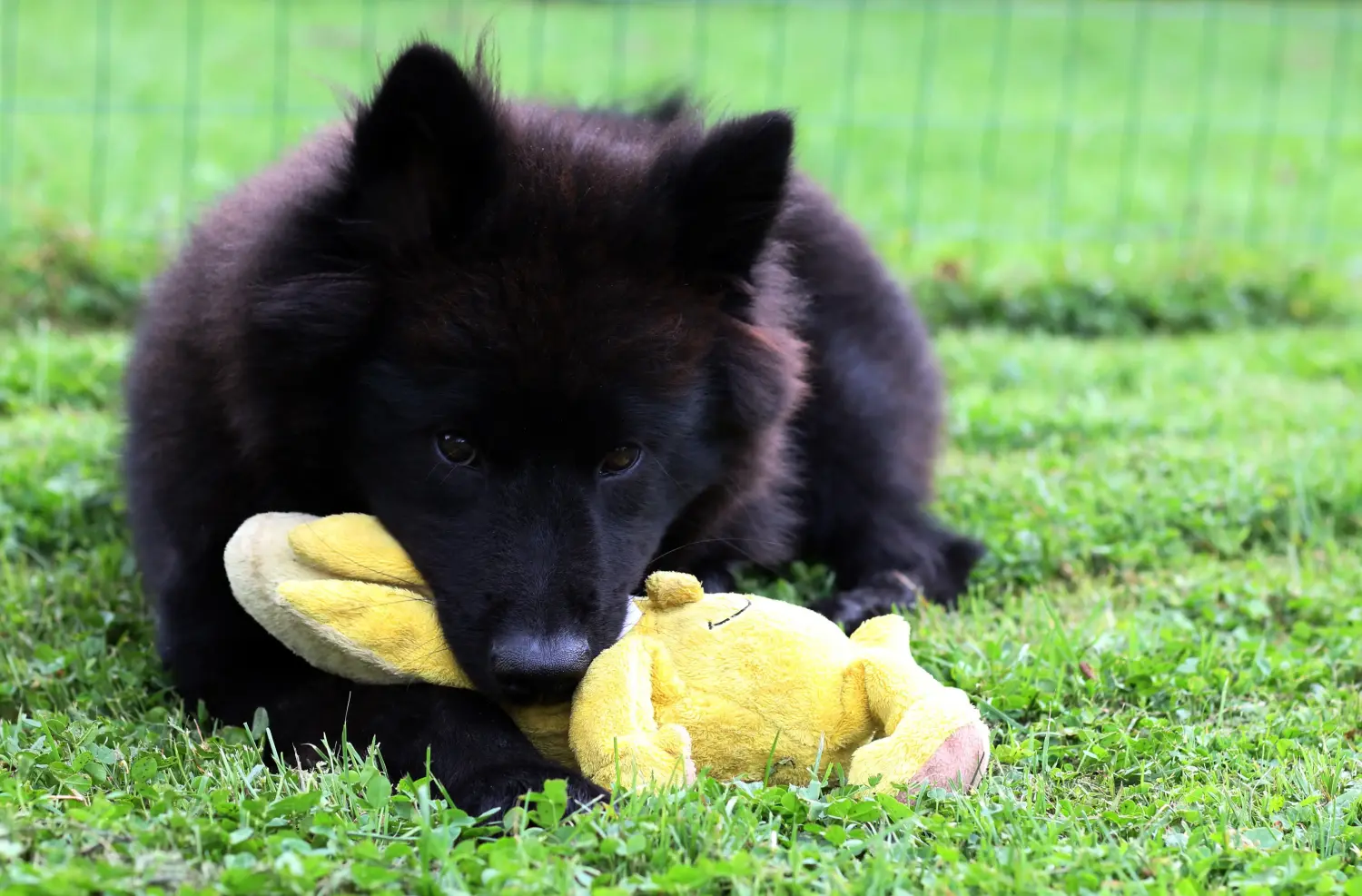 Comprar un cachorro Eurasier significa asumir responsabilidades. Comprar cachorros Eurasier.