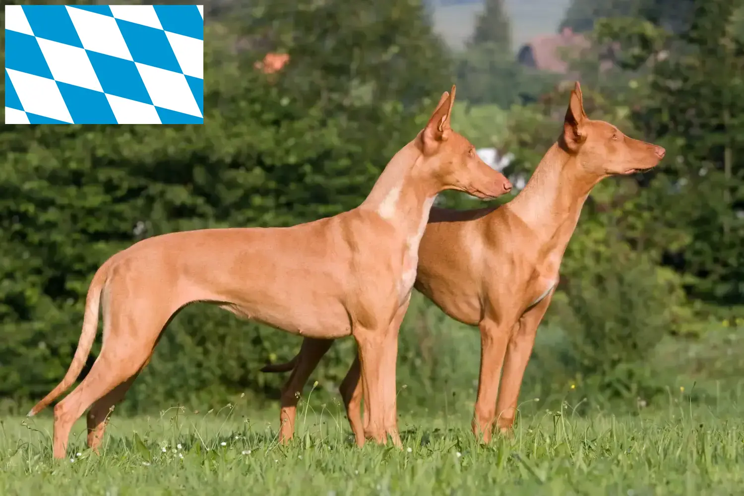 Pharaoh Hound cachorros y criadores Baviera Aquí puedes encontrar criadores de Perros Faraón en Baviera.