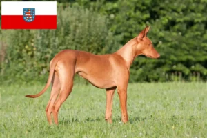 Lee más sobre el artículo Criadores de perros Faraón y cachorros en Turingia