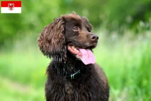 Lee más sobre el artículo Criadores de Field Spaniel y cachorros en Brandenburgo