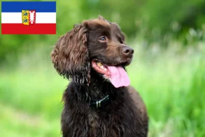 Lee más sobre el artículo Criadores de Field Spaniel y cachorros en Schleswig-Holstein