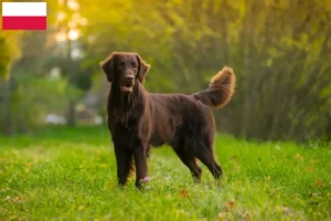 Lee más sobre el artículo Criadores de Flat Coated Retriever y cachorros en Polonia