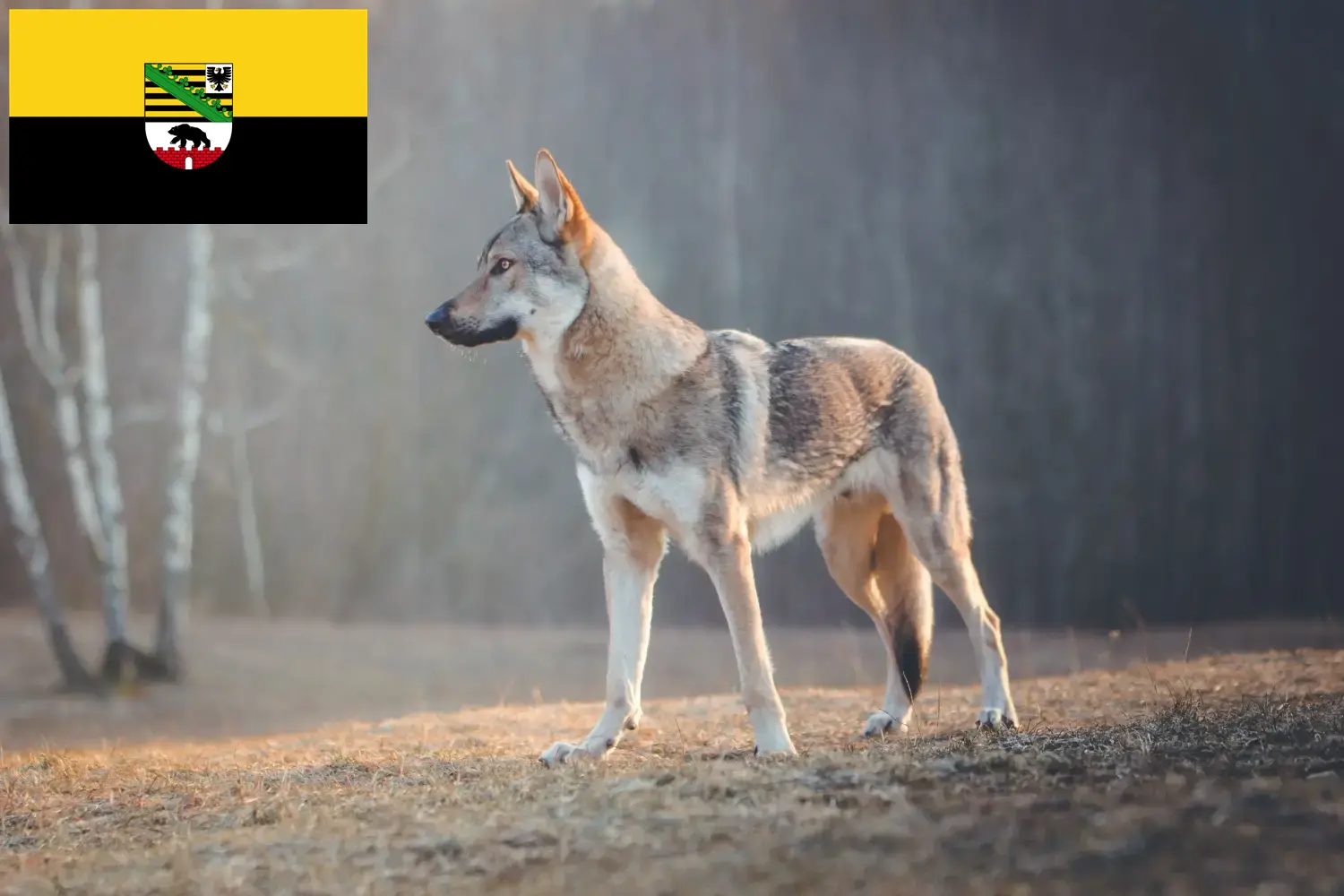 Lobero checoslovaco cachorros y criadores Sajonia-Anhalt Aquí encontrará criadores de perros lobo checoslovacos en Sajonia-Anhalt.