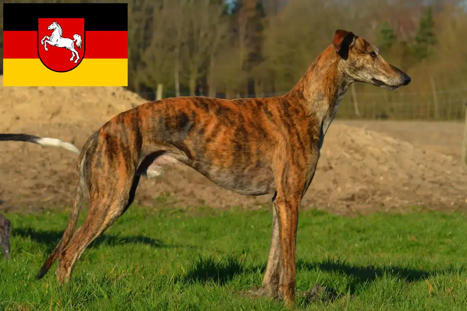 Galgo Español cachorros y criadores Baja Sajonia Aquí encontrarás criadores de Galgo Espanols en Baja Sajonia.