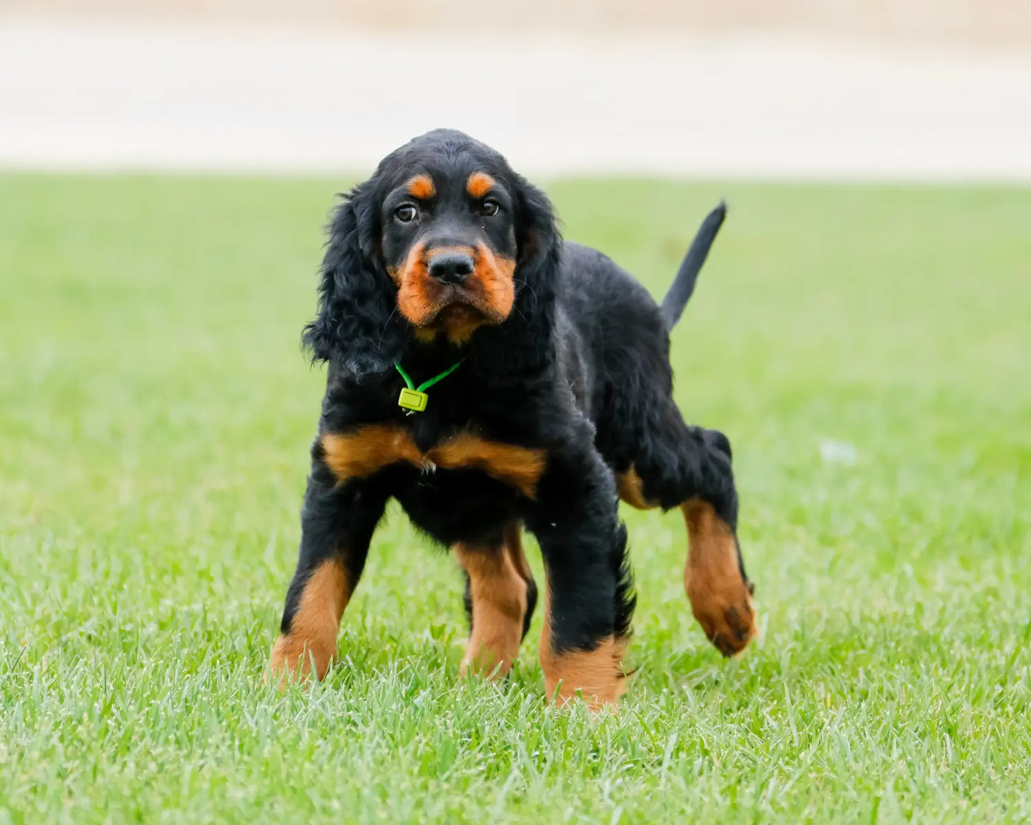 Comprar un cachorro de Gordon Setter significa asumir responsabilidades. Comprar cachorros de Gordon Setter.