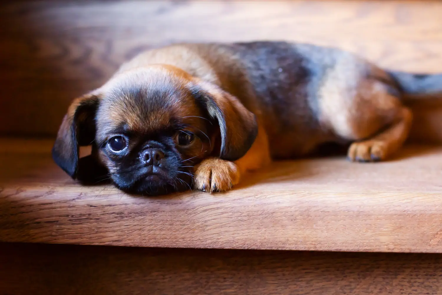 Comprar un cachorro de Grifón enano belga significa asumir responsabilidades. Comprar cachorros de Grifón enano belga.
