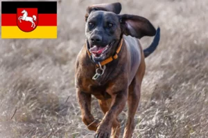 Lee más sobre el artículo Criadores y cachorros de Hannoverscher Schweißhund en Baja Sajonia