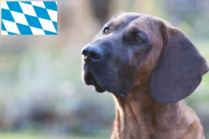 Lee más sobre el artículo Criadores y cachorros de Hannoverscher Schweißhund en Baviera