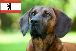 Lee más sobre el artículo Criadores y cachorros de Hannoverscher Schweißhund en Berlín