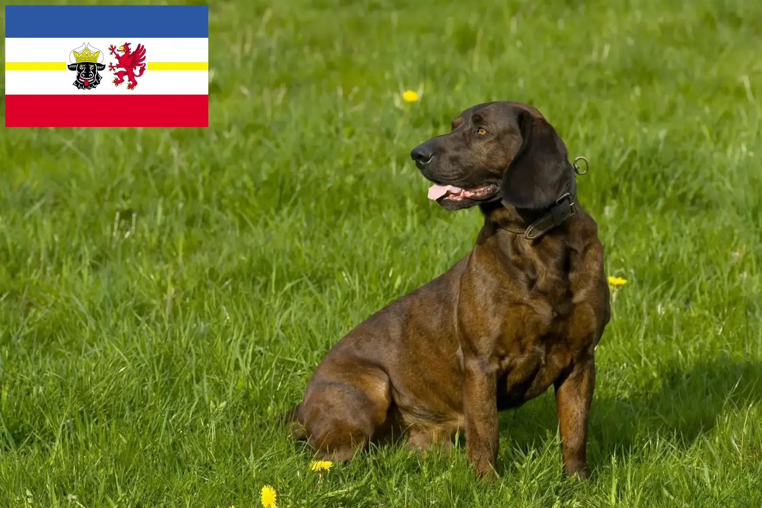 Hannoverscher Schweißhund cachorros y criadores Mecklemburgo-Pomerania Occidental Aquí puedes encontrar criadores de Perros Soldadores Hannoverianos en Mecklemburgo-Pomerania Occidental.