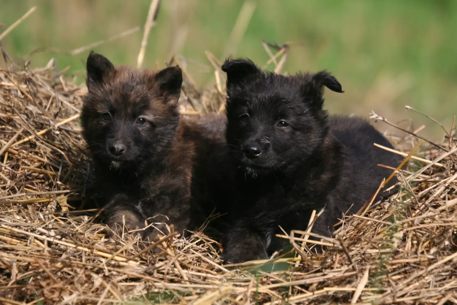 Comprar un cachorro de Hollandse Herdershond significa asumir responsabilidades. Comprar cachorros Hollandse Herdershond.