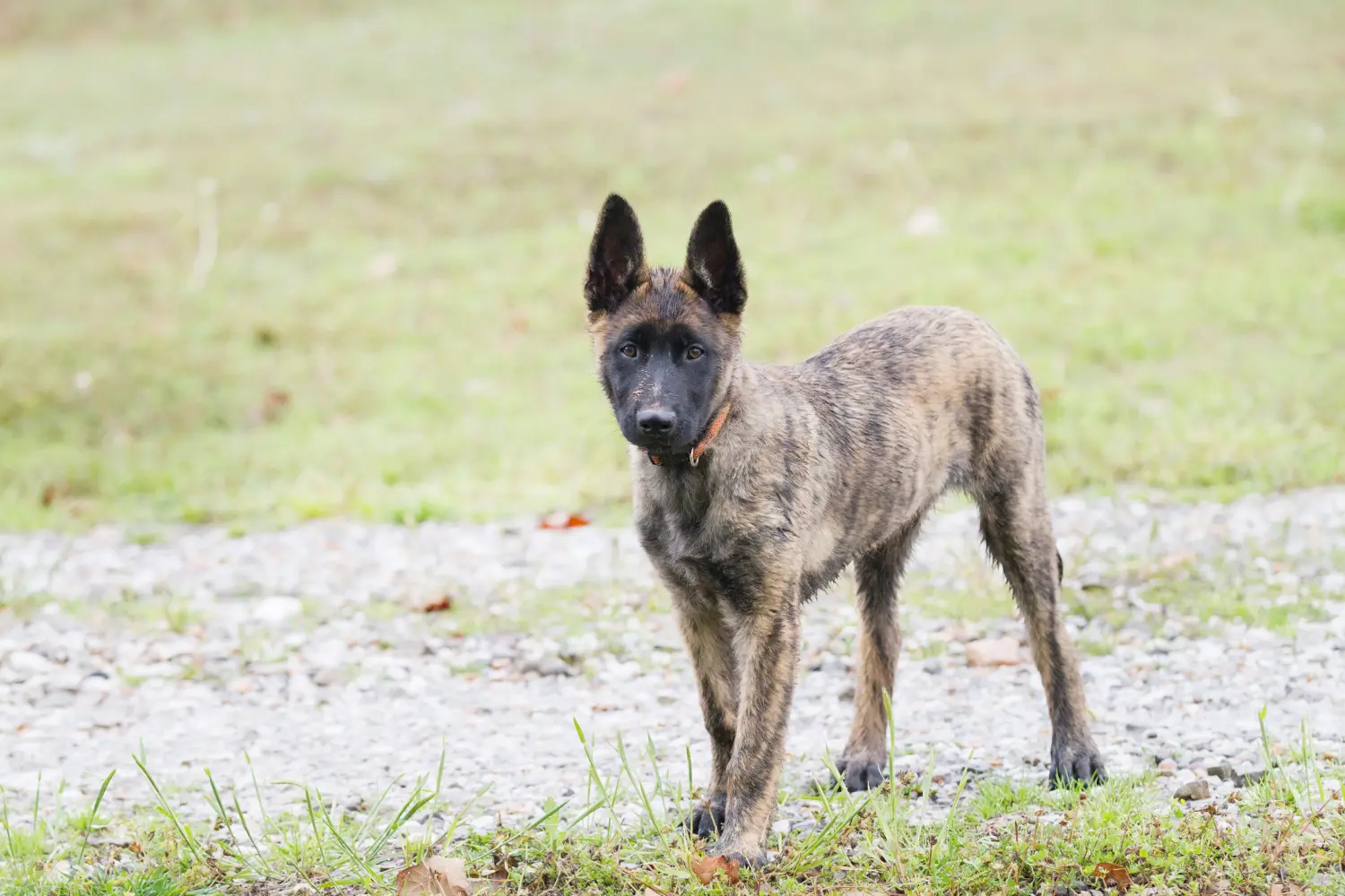 Comprar un cachorro de Hollandse Herdershond significa asumir responsabilidades. Comprar cachorros Hollandse Herdershond.