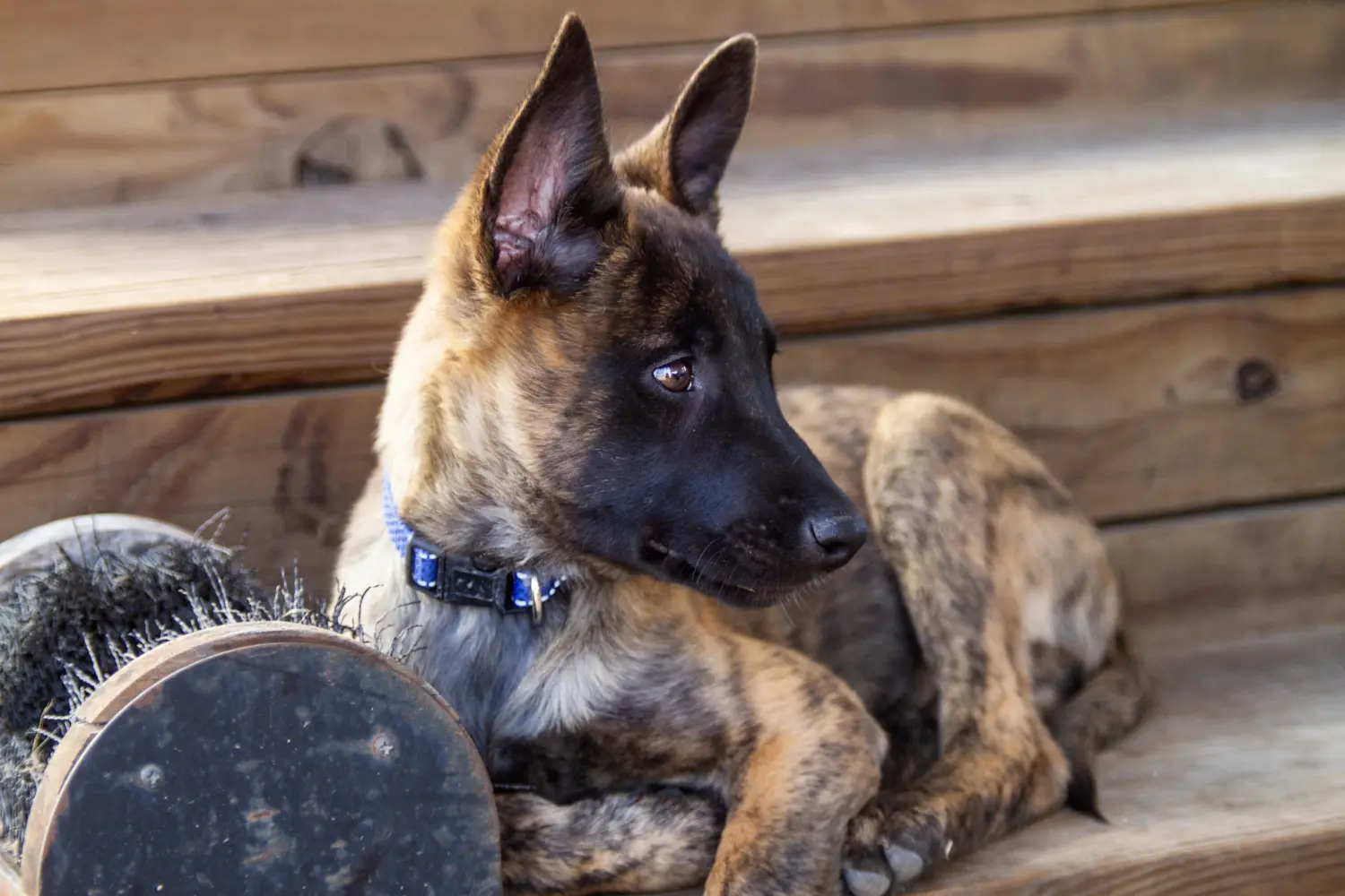 Comprar un cachorro de Hollandse Herdershond significa asumir responsabilidades. Comprar cachorros Hollandse Herdershond.