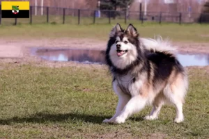 Lee más sobre el artículo Criadores y cachorros de Lapphund finlandés en Sajonia-Anhalt