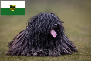 Lee más sobre el artículo Criadores de Puli y cachorros en Sajonia