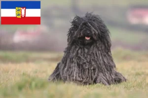 Lee más sobre el artículo Criadores de Puli y cachorros en Schleswig-Holstein