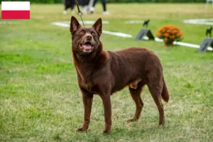 Lee más sobre el artículo Criadores de Australian Kelpie y cachorros en Polonia