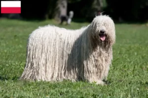 Lee más sobre el artículo Criadores de Komondor y cachorros en Polonia