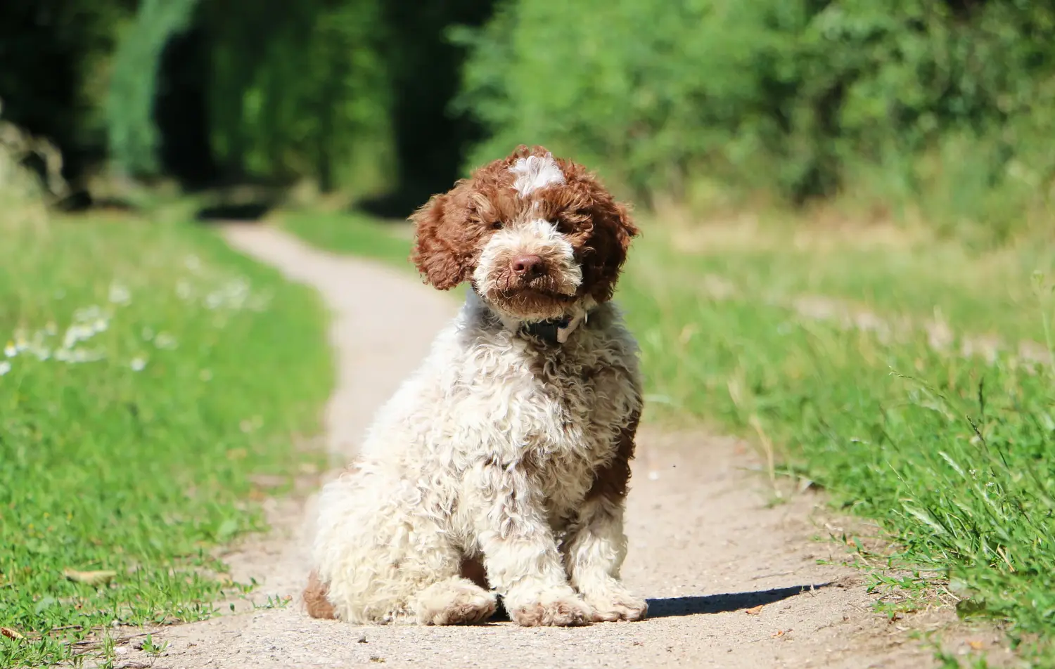 Comprar un cachorro de Lagotto Romagnolo significa asumir responsabilidades. Comprar cachorros Lagotto Romagnolo.