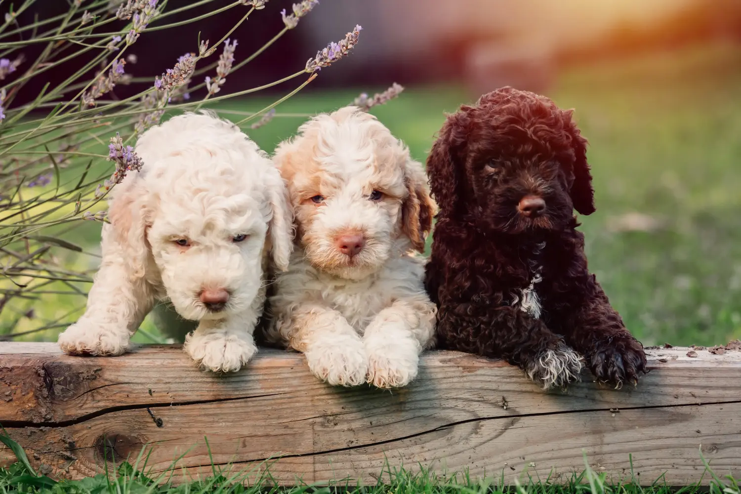 Comprar un cachorro de Lagotto Romagnolo significa asumir responsabilidades. Comprar cachorros Lagotto Romagnolo.
