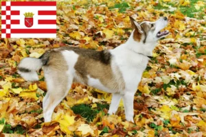 Lee más sobre el artículo Criador de Laika y cachorros en Bremen