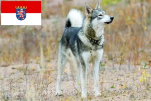 Lee más sobre el artículo Criadores de Laika y cachorros en Hessen