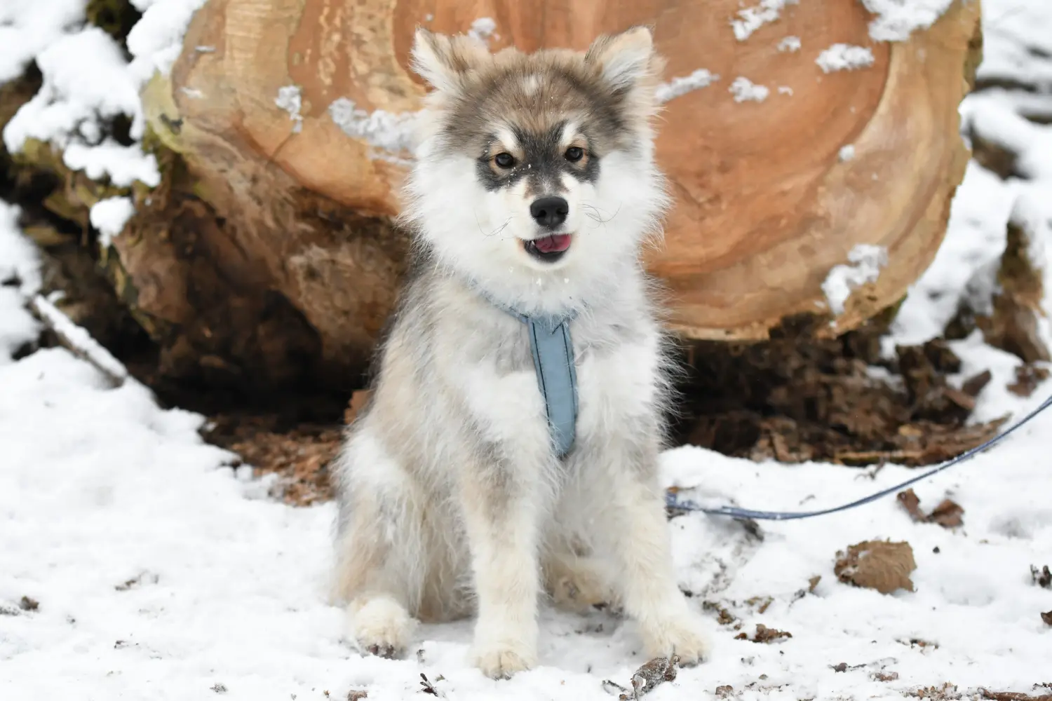 Comprar un cachorro de Lapphund finlandés significa asumir responsabilidades. Comprar cachorros de Lapphund finlandés.