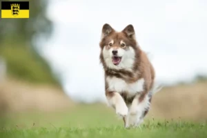 Lee más sobre el artículo Criadores de Lapphund finlandés y cachorros en Baden-Wurtemberg