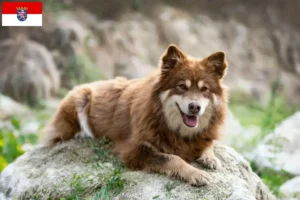 Lee más sobre el artículo Criadores de Lapphund finlandés y cachorros en Hesse