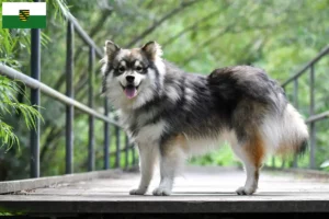Lee más sobre el artículo Criadores de Lapphund finlandés y cachorros en Sajonia