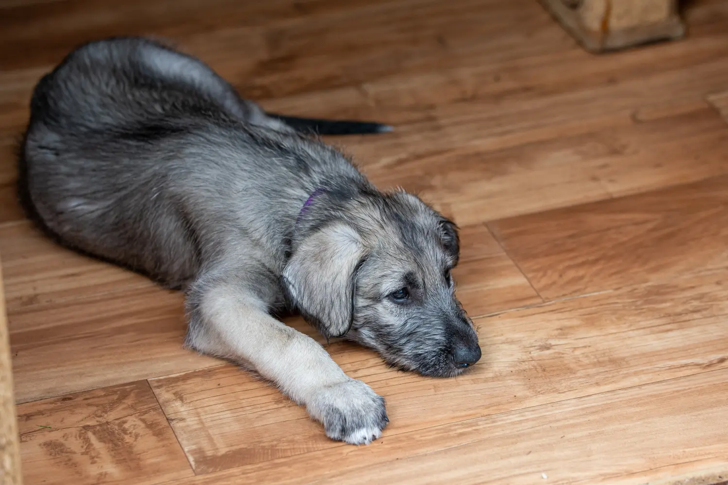Comprar un cachorro de Irish Wolfhound significa asumir responsabilidades. Comprar cachorros de Irish Wolfhound.