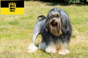 Lee más sobre el artículo Criadores de Löwchen y cachorros en Baden-Württemberg