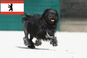 Lee más sobre el artículo Criadores y cachorros de Löwchen en Berlín