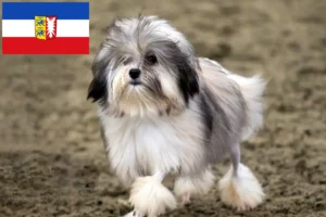 Lee más sobre el artículo Criadores de Löwchen y cachorros en Schleswig-Holstein