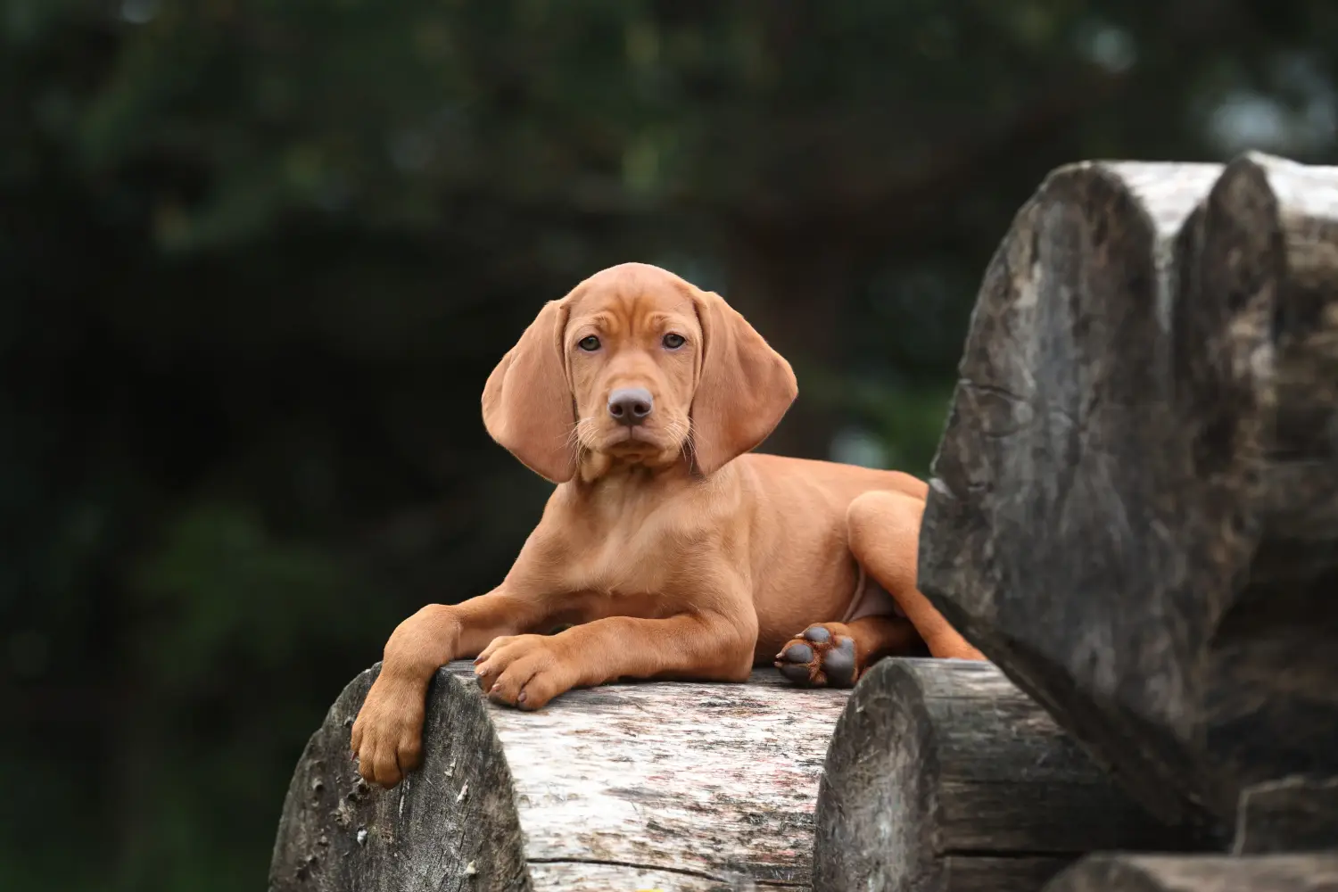 Comprar un cachorro de Vizsla magiar significa asumir responsabilidades. Comprar cachorros de Vizsla magiar.