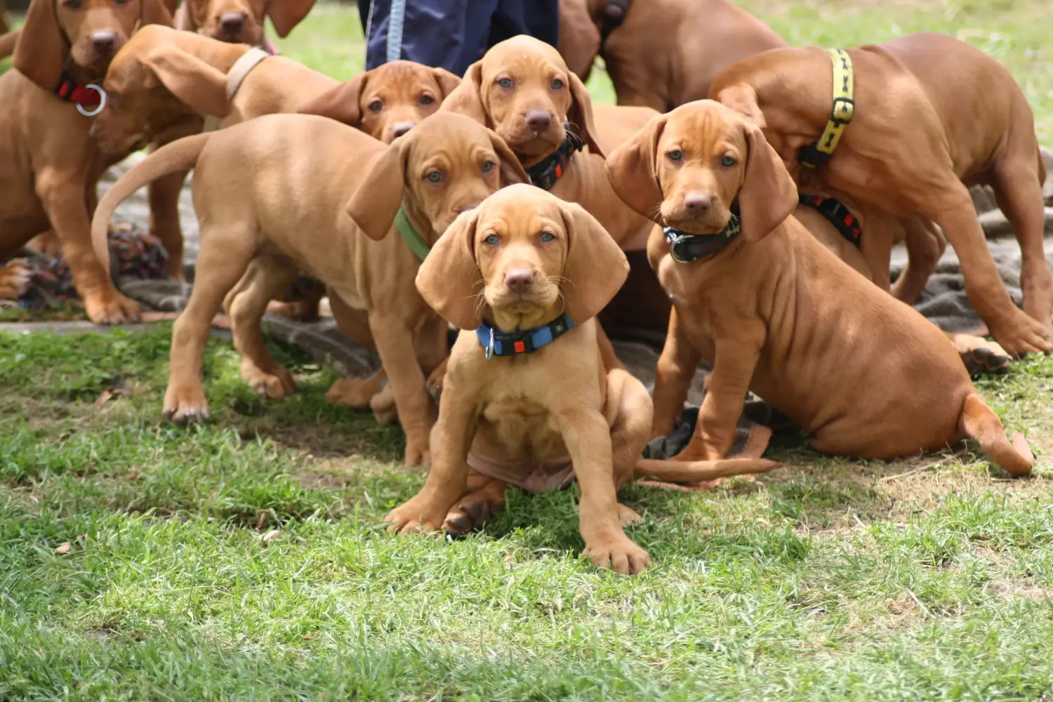 Comprar un cachorro de Vizsla magiar significa asumir responsabilidades. Comprar cachorros de Vizsla magiar.
